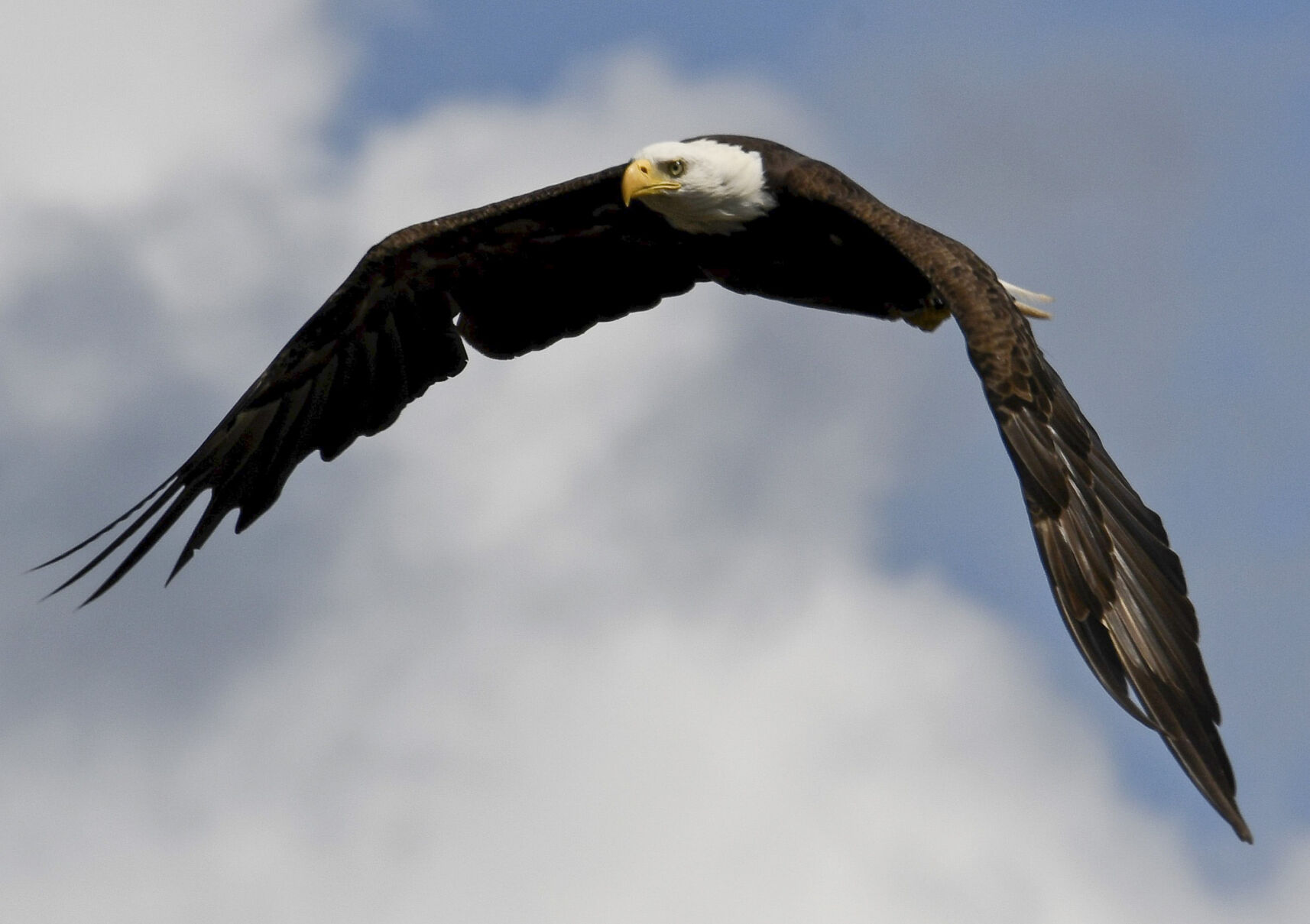 An eye for wildlife